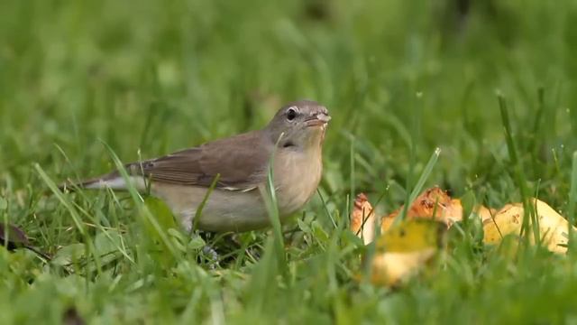 Gartengrasmücke - Garden Warbler - Sylvia borin смотреть онлайн