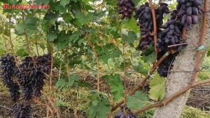 Виноград Карнавал 2022г