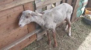 Мой курс лечения от Вертячки ( Курчак) помогает по всему миру овца трупом лежала, +79054444790