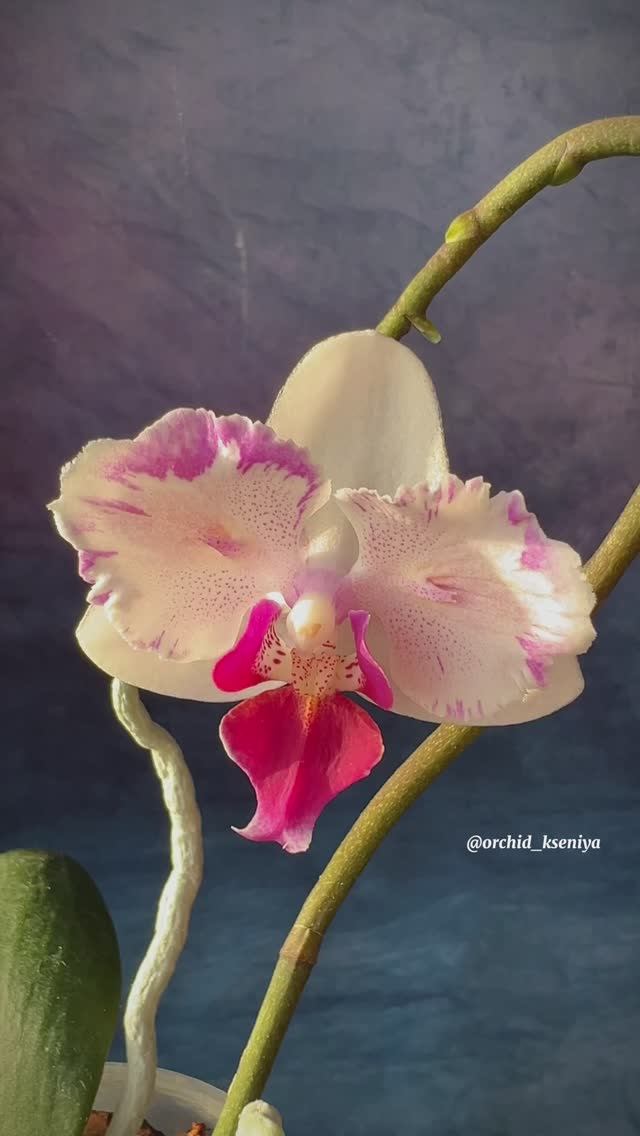 Phal. Mini Dog peloric ? Скромный цветочек на длинном цветоносе ? Азиатская бабочка мультифлора ? смотреть онлайн