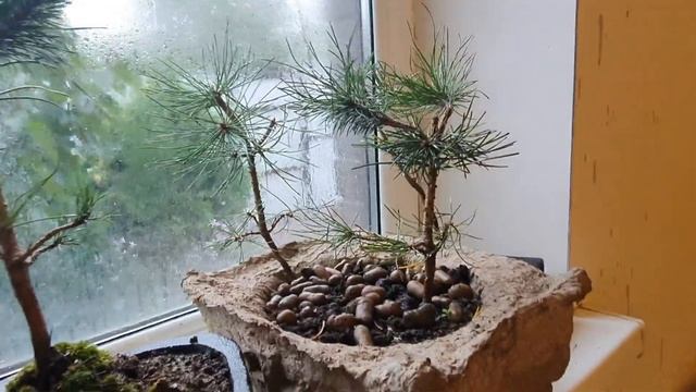 Бонсай.Крымская сосна. смотреть онлайн
