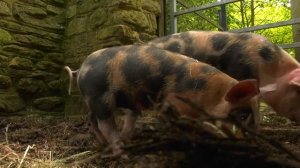 Свинья-Поросенок-Хряк-Звук свиньи-свинья хрюкает-сельскохозяйственные животные-Farm animals