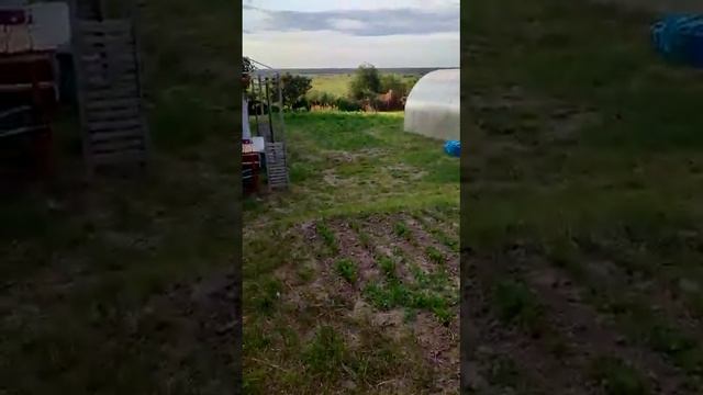 Федякинский огородник свекольно-цветочный микс смотреть онлайн