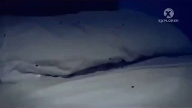 Где прячутся клопы и как клопы находят людей ночью