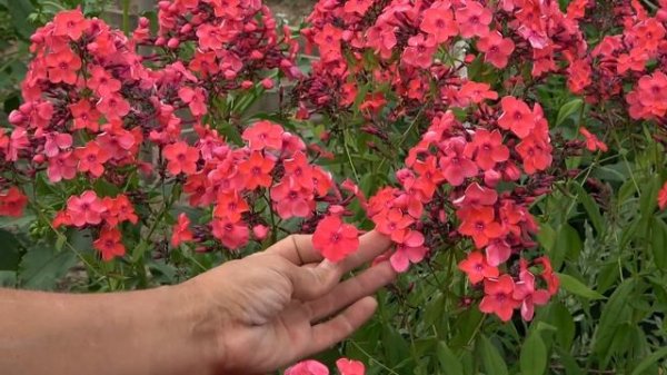 6 соток 1 августа 2021 год. Хроника.