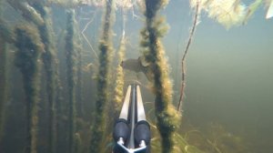 Подводная охота на линя.