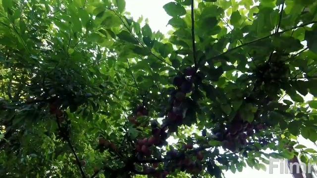 Урожаи сильные на сортах Гек и Обильная... смотреть онлайн