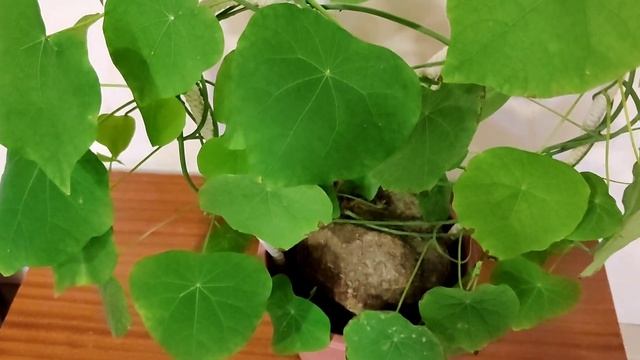 Stephania Rotunda Caudex Plant Care | The Practical Gardener смотреть онлайн