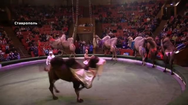 В Ставропольском цирке - «Грандиозное шоу морских гигантов» смотреть онлайн
