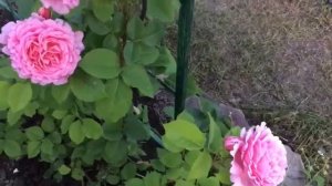 Роза БЬЕНВЕНЮ (Bienvenue)