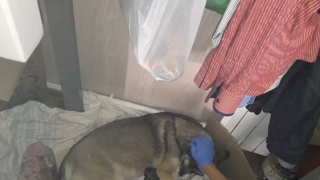 10 ЧАСОВ ПОДРЯД Принимаю Роды у Собаки / Первые роды хаски-лайки / Часть 1 смотреть онлайн