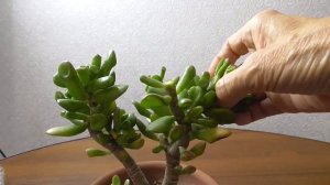 ДЕНЕЖНОЕ ДЕРЕВО КРАССУЛА  ГОЛЛУМ. ОБРЕЗКА И ФОРМИРОВАНИЕ КРОНЫ.