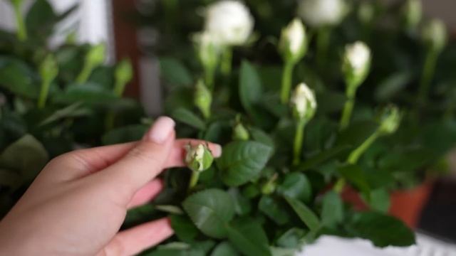 Мои Комплексы Из-За Внешности - Привлекать Внимание или Быть Незамеченной - Меняю Образ и Интерьер смотреть онлайн