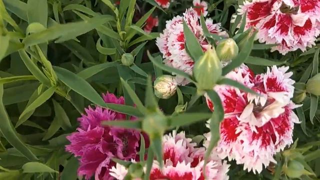 МОЙ ЦВЕТОЧНЫЙ МИР. ГВОЗДИКА - ПРОКАЗНИЦА! смотреть онлайн