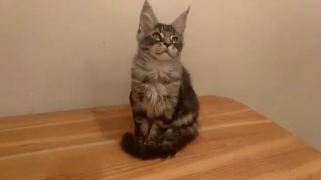 Черная мраморная девочка котёнок Мейн-кун, 3 месяца смотреть онлайн