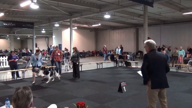 International Dog show. De Utrecht met Mees en Jelmer смотреть онлайн