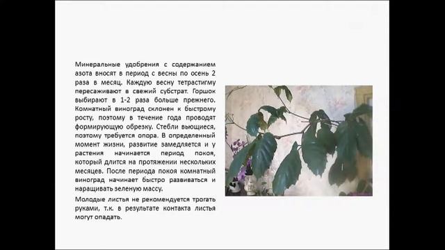 ТЕТРАСТИГМА смотреть онлайн