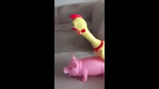 Pollo fa sesso con maiale смотреть онлайн