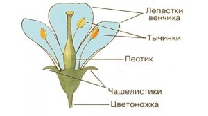 Биология. 7 класс. "Строение цветка"