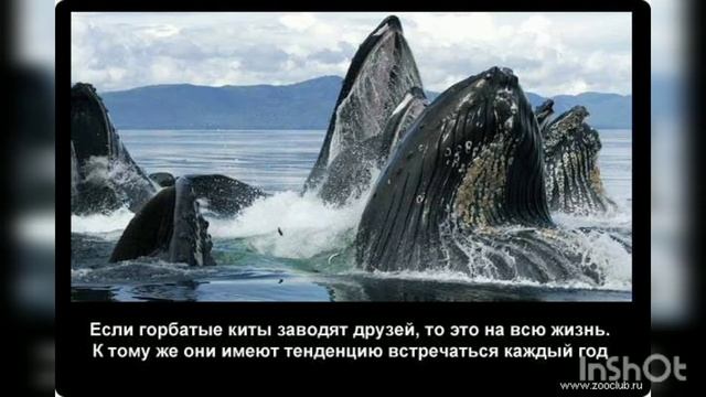 Горбатые киты / Питание, обитание, факты. смотреть онлайн