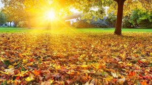 Рябиновые бусы