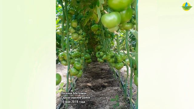 ЦИТУС F1 - ИДЕАЛЬНЫЙ РАННИЙ ТОМАТ ДЛЯ ОСЕННЕГО И ВЕСЕННЕГО ОБОРОТА (10-05-2019) смотреть онлайн