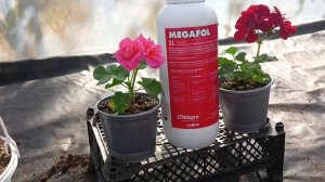 Не дайте погибнуть своим растениям!!МЕГАФОЛ!