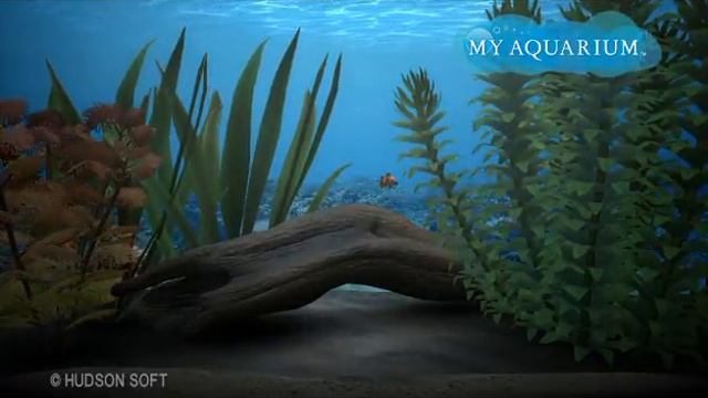 My Aquarium Small Tank Gameplay смотреть онлайн