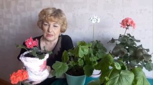 Почему вытягивается герань? Причины.