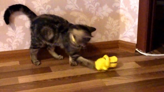 СМЕШНАЯ КОШКА. прикольное видео. смотреть онлайн