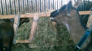 Альпийская порода коз для ЛПХ //Мое мнение о козах и породах// Секреты Хороших Урожаев