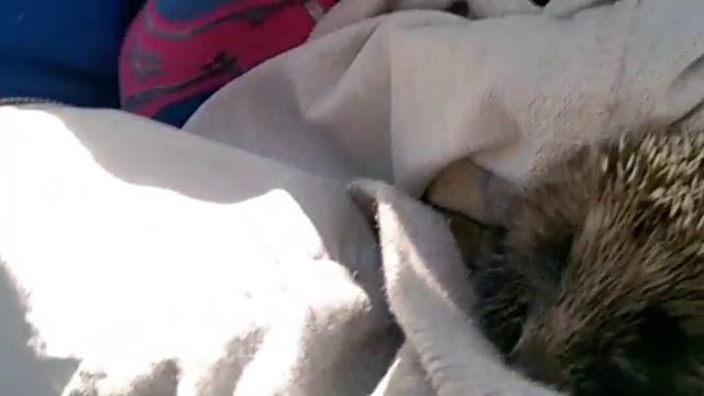 Ёжик. смотреть онлайн