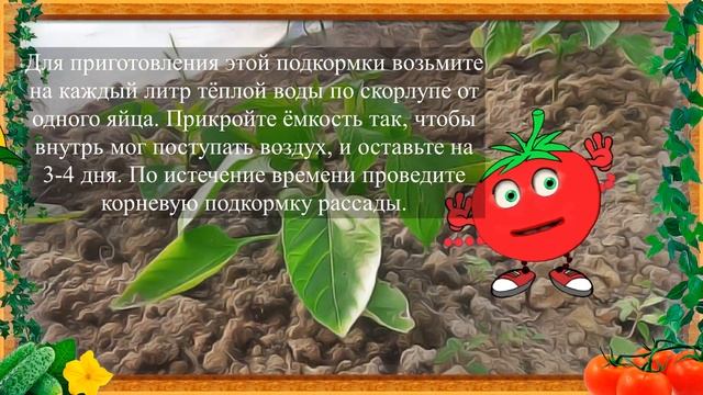 ПЕРВАЯ ПОДКОРМКА РОСТ КАК ОТ МОЛОКА МАТЕРИ! смотреть онлайн