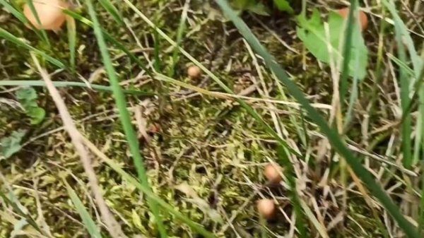 Луговые опята (Marasmius oreades) у меня в саду