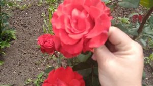 Показываю розы! Розы по сортам! Кейт - Остинка  держит цветок 2 недели?