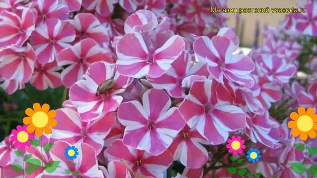 Флокс метельчатый Адесса Спешиал Лилак Твист. Обзор phlox paniculata Adessa Special Lilac Twist смотреть онлайн
