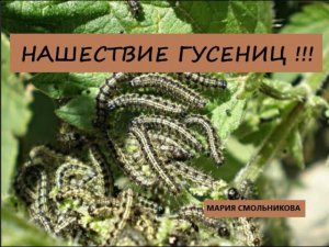 Нашествие гусениц !!! И как с ними бороться !