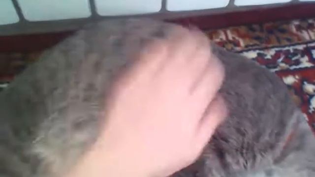 Утро моей кошки/Муси| Ольга Сергеева смотреть онлайн