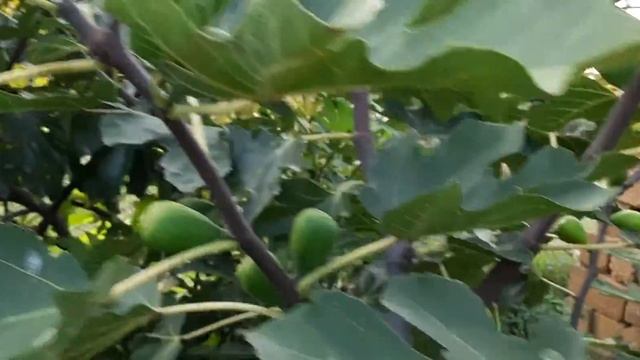 Далматский зеленый дегустация. смотреть онлайн