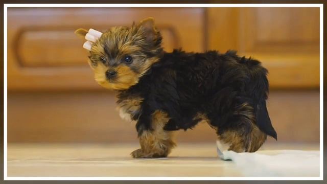 Кукольный малыш / щенок йорка бэби фэйс / Baby face puppy yorkshire terrier смотреть онлайн