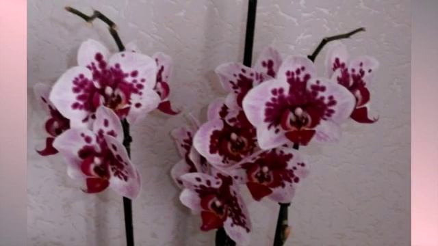 Есть глаза у всех цветов 3 смотреть онлайн