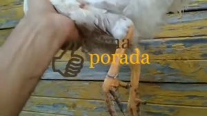 зачем метить птиц (курей, гусей, уток), и чем их метить