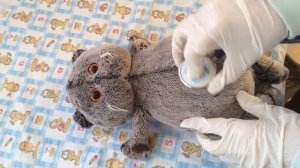 МИША ПОПАЛ В БОЛЬНИЦУ😓/влог из больницы/сломал лапу🤕
