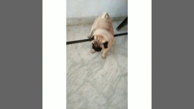He is always ready to go for washroom ( see his cute reaction) смотреть онлайн