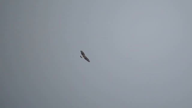 Myszołów Włochaty W Locie / Rough Legged Buzzard In Flight / Buteo Lagopus