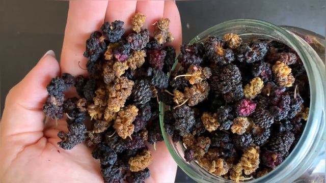 Сушка шелковицы смотреть онлайн