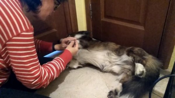 Точим когти собаке электрической когтеточкой Dremel Stylo+