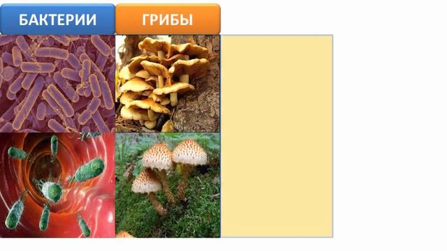 Y2mate.mx-Царства живой природы _ Биология 5 класс #8 _ Инфоурок смотреть онлайн