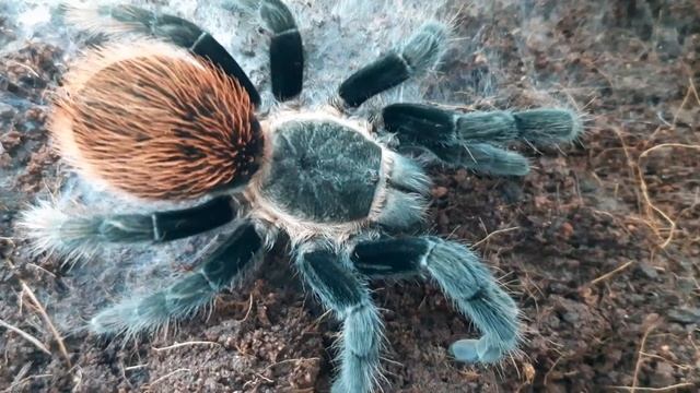 Паук птицеед Брахипельма ваганс. Видео про пауков. смотреть онлайн