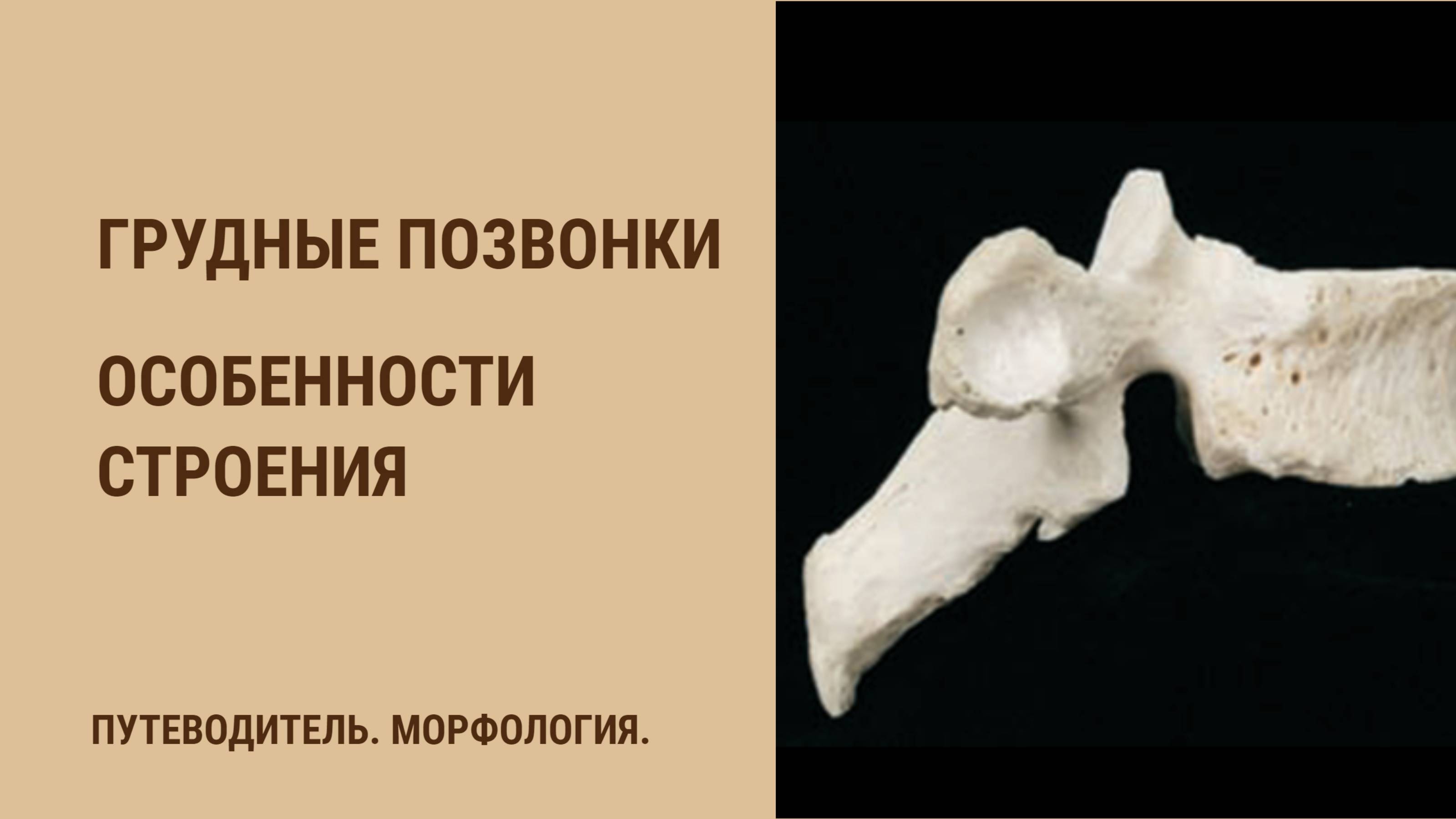 Грудные позвонки - особенности строения. смотреть онлайн